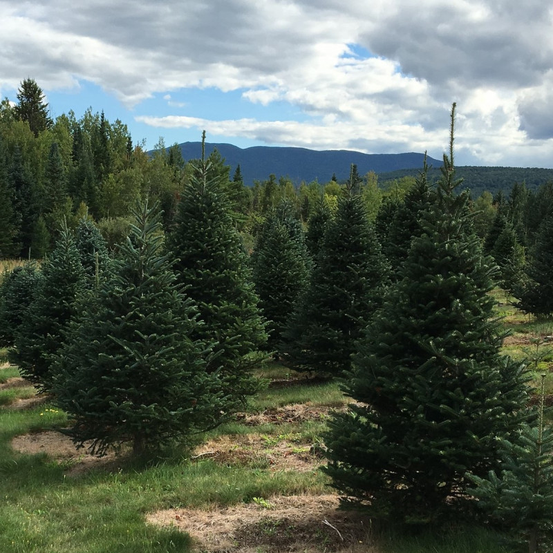 abies-balsamea
