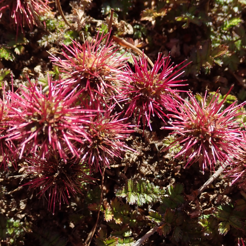 acaena-microphylla