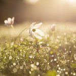 cropped-morning-4284120_1920.jpg