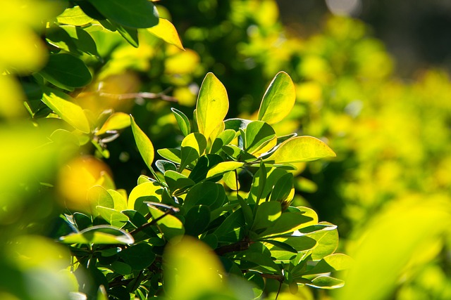 barberry-8694277_640