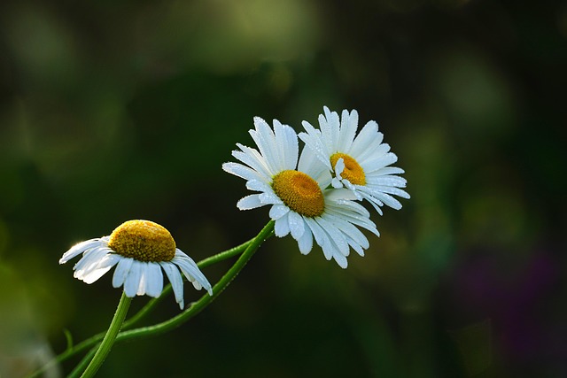 flowers-8119338_640