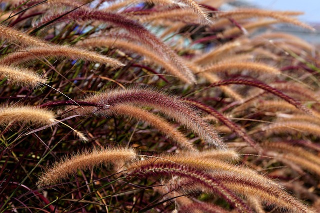 foxtail-grass-8050497_640