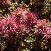 acaena-microphylla