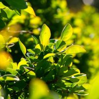 barberry-8694277_640