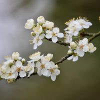 blackthorn-8604451_640