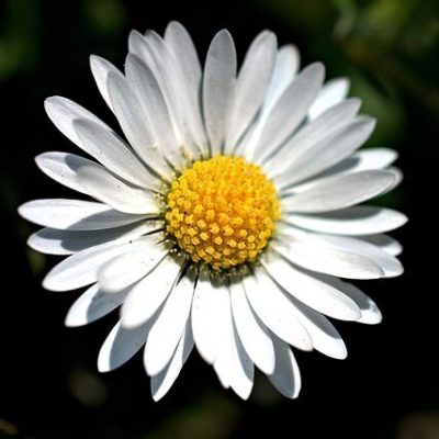 daisy-4126740_640 daisy-4126740_640