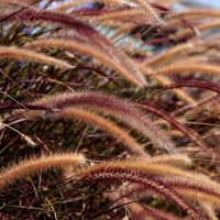 foxtail-grass-8050497_640