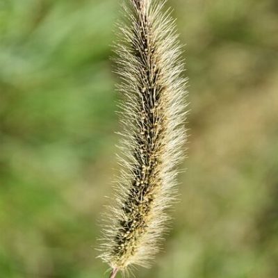 gramine-4449389_640 gramine-4449389_640